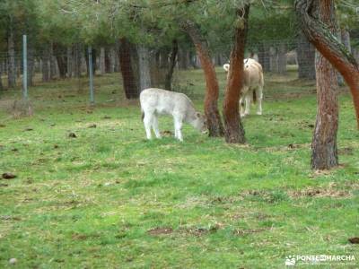 Casa del Bosque,Fortines Buitrago de Lozoya; tejo venenoso paso estrecho entre montañas